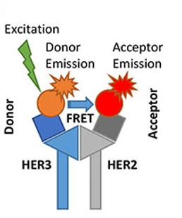 Schema illustrating the principle of antibody-based FRET-FLIM assay. Energy transfer (FRET) occur between donor fluorophore (Alexa546) and acceptor fluorophore (Cy5) upon excitation of donor only at distance less than 10 nm between fluorophores. Weitsman G., Barber P. R., Nguyen L. K., Lawler K., Patel G., Woodman N., Kelleher M. T., Pinder S. E., Rowley M., Ellis P. A., Purushotham A. D., Coolen A. C., Kholodenko B. N., et al HER2-HER3 dimer quantification by FLIM-FRET predicts breast cancer metastatic relapse independently of HER2 IHC status. Oncotarget. 2016; 7: 51012-51026.